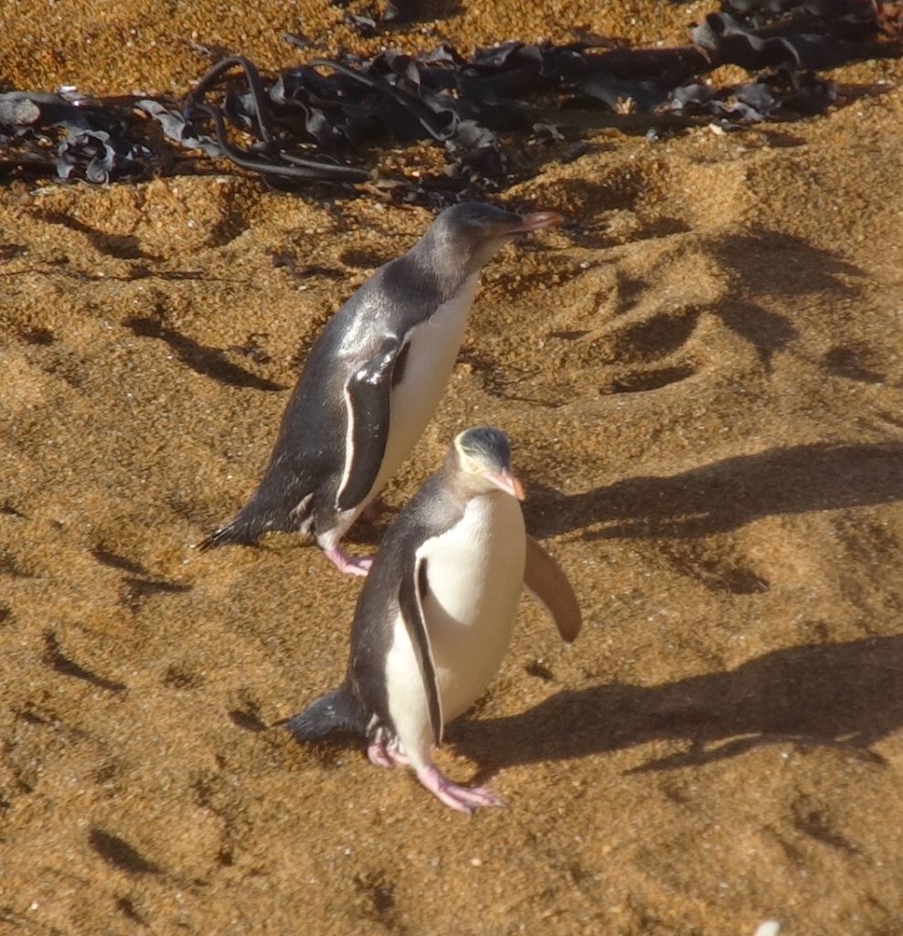 All 27+ Stock Images two yellow-eyed penguins at katiki point, moeraki, new zealand Stunning