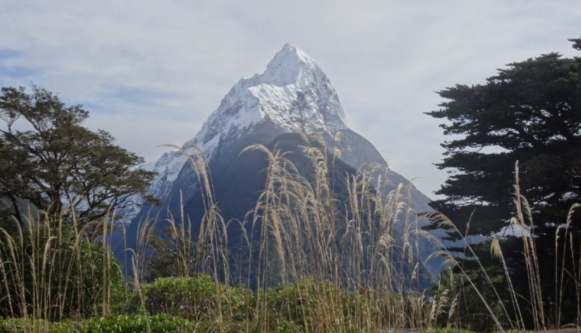 Milford Sound and Sea Life